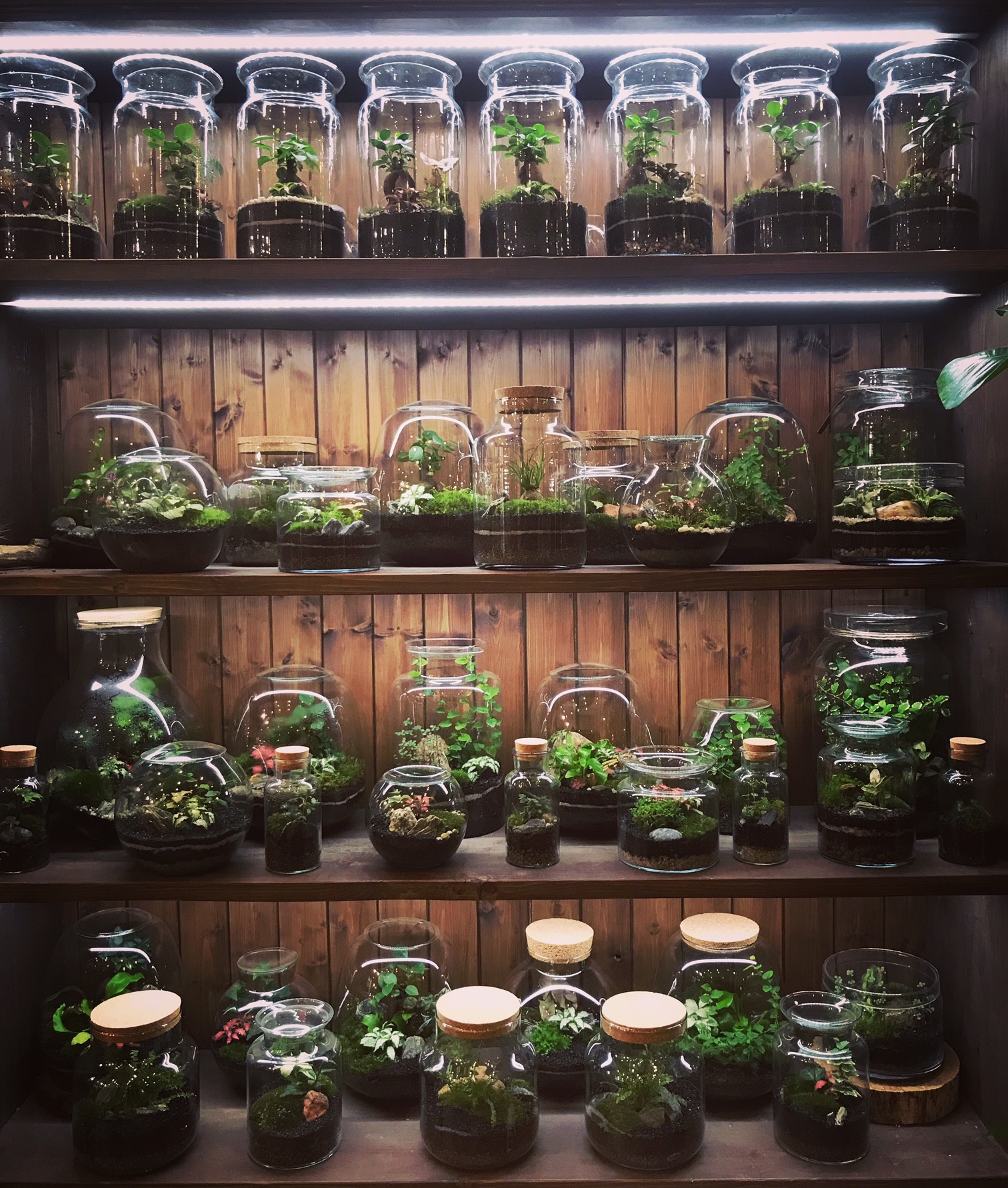 mechária Lucie Mösr